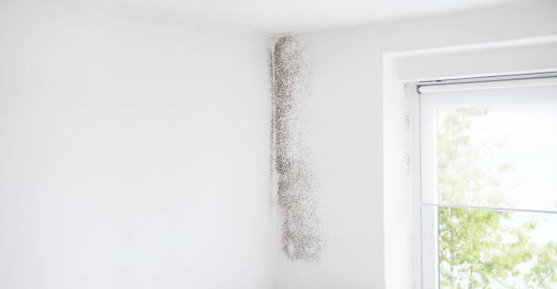 Trusted Wilsons Mills, NC Mold Removal Experts