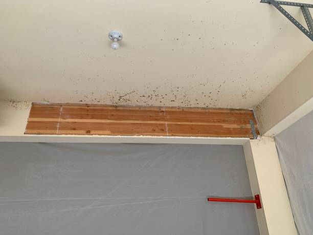 Best Asbestos and Lead Testing During Mold Inspection  in Wilsons Mills, NC