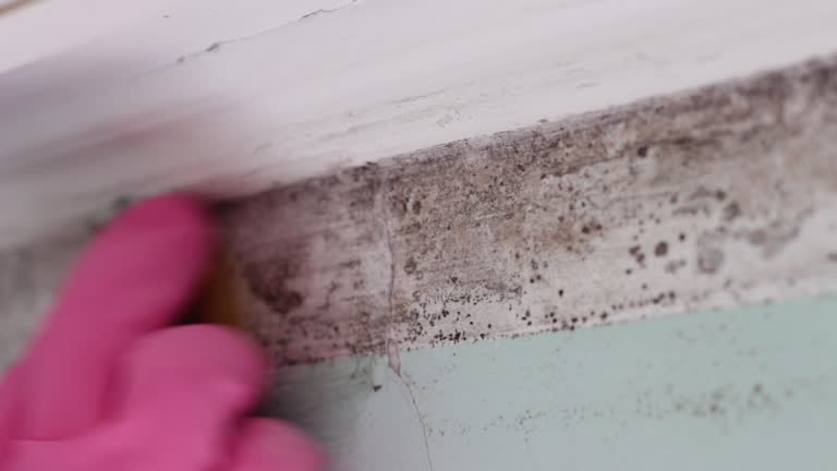 Best Mold Removal for HVAC Installations  in Wilsons Mills, NC